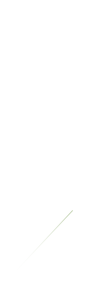 初めてのカウンター寿司に